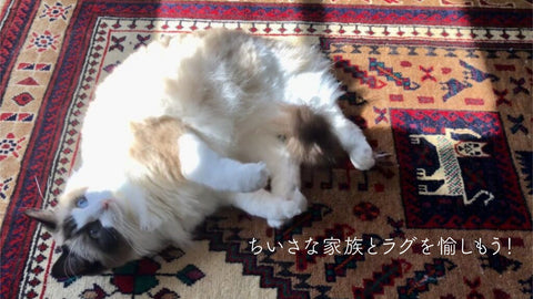 【ちいさな家族とラグを愉しもう！】