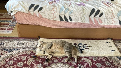 飼い猫も大満足しています